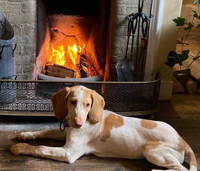 Brakspear's Dog Friendly