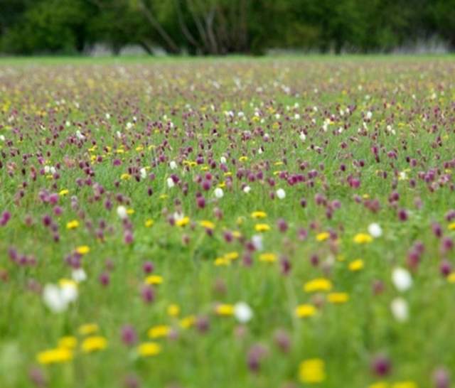Field of fritillaries