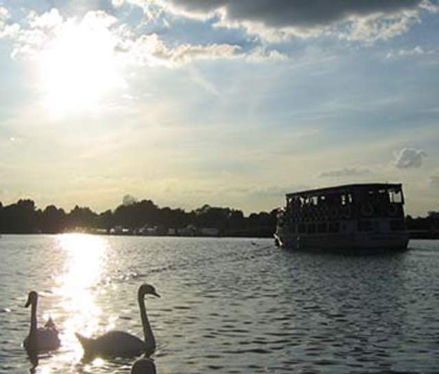 Swans on the river, with boat in background in the evening.