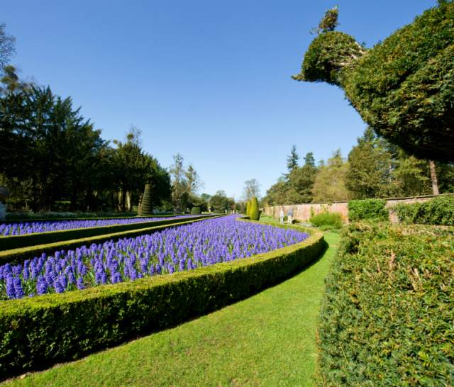 Cliveden National Trust, Bluebells