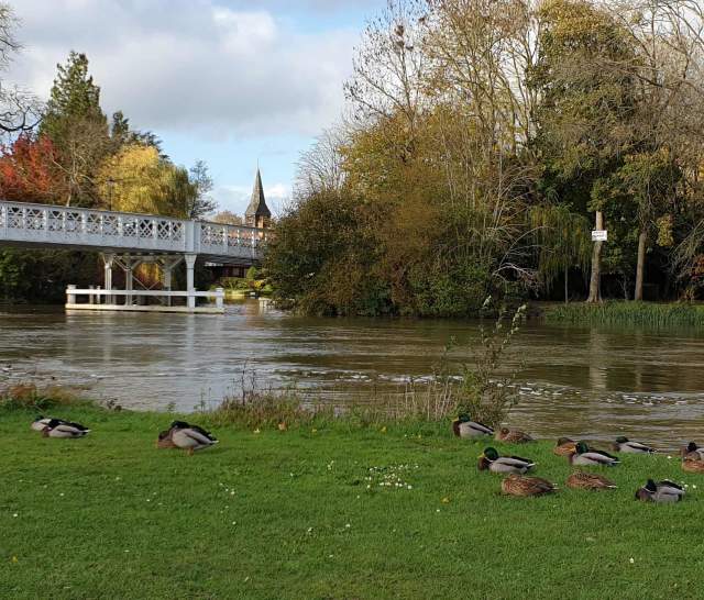 View of Whitchurch Bridge from Pangbourne Meadow