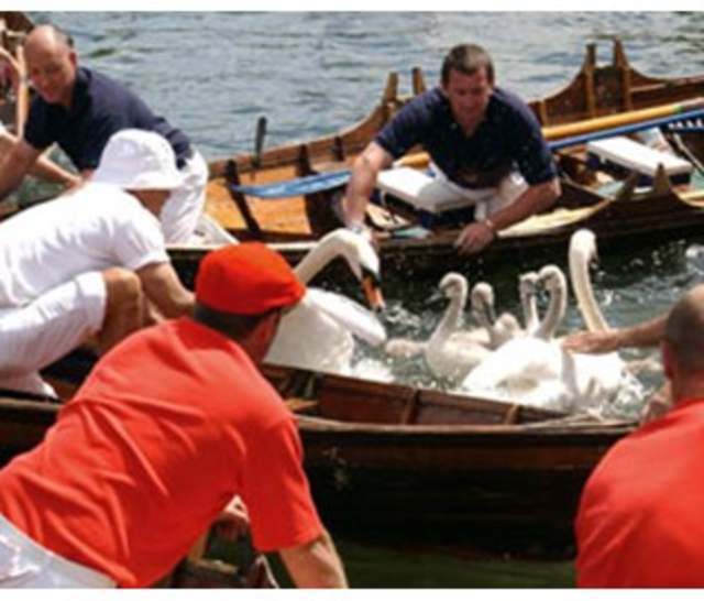 Royal Swan Upping