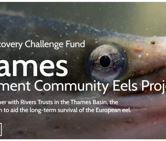 Thames Rivers Trust - Eels Project