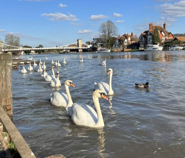 Swans gliding along the river by the Thames Path at Marlow