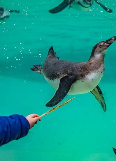 Chester Zoo's been named the UK's best zoo