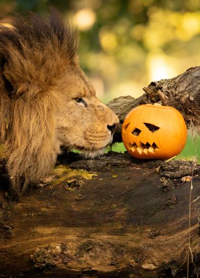 Scream-worthy Halloween activities in Greater Manchester for little monsters and grown-ups