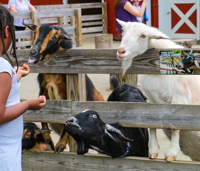 Animal Encounters at Roger Williams Park Zoo