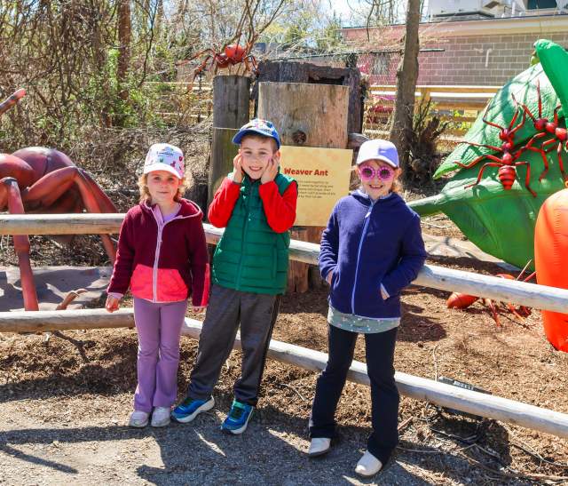RWP Zoo - Bugs