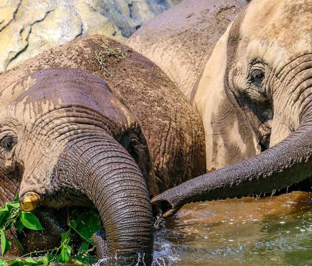 Elephants at the Roger Williams Park Zoo playing in the water