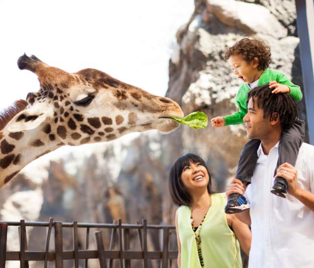 Kid Feeding Giraffe