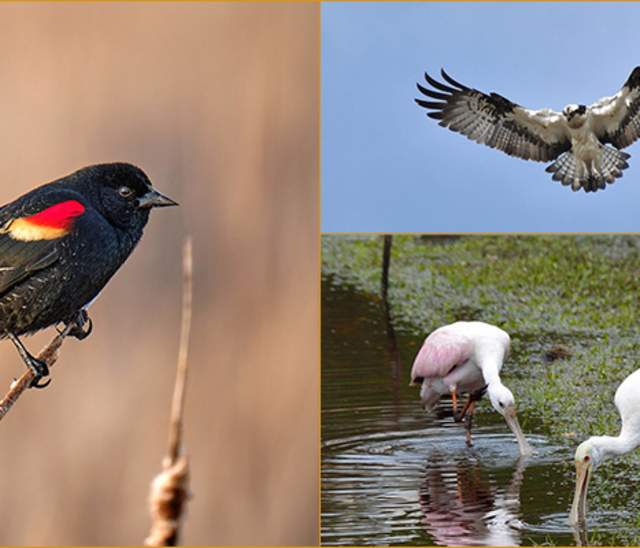 Bird Watching at the Battleground