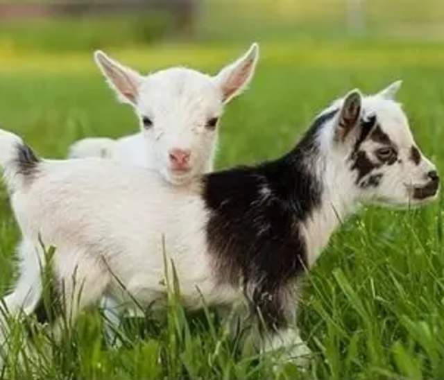 Easter Egg Hunt with Goats