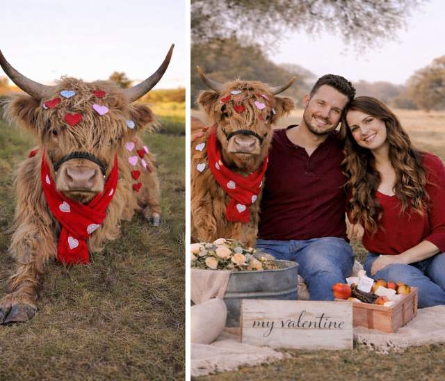 Cupcakes, Cows, & Kisses