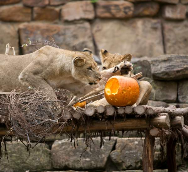 Halloween in Fort Worth 2026: Events & Things to Do