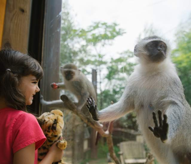 Young girl holding a cheetah stuffed animal while watching the monkeys through the glass at the Columbus Zoo