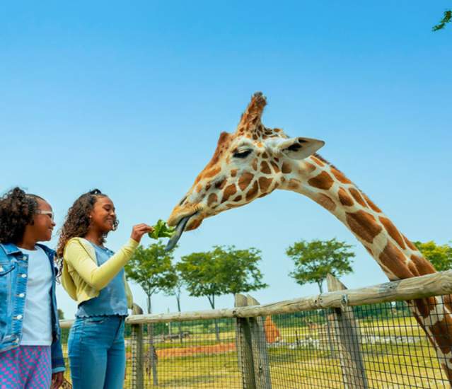 Two girls feeding a giraffe at Dublin Ohio's Zoo.