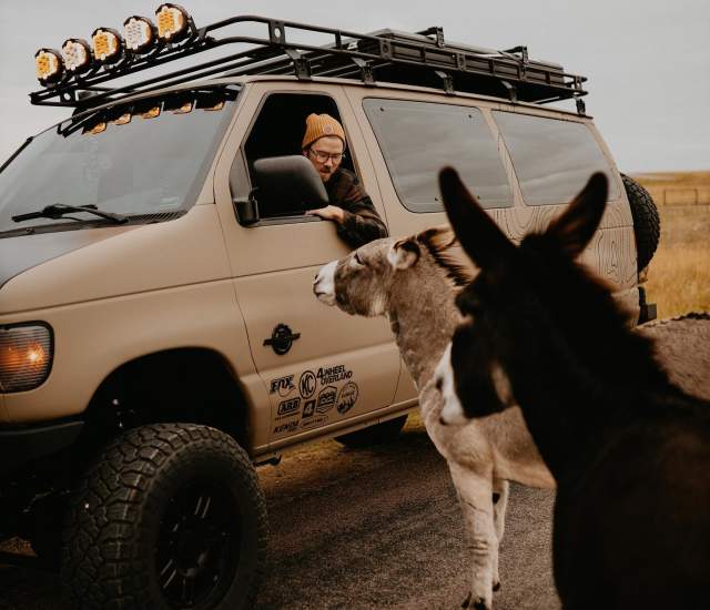 Man in Van with Donkeys around it