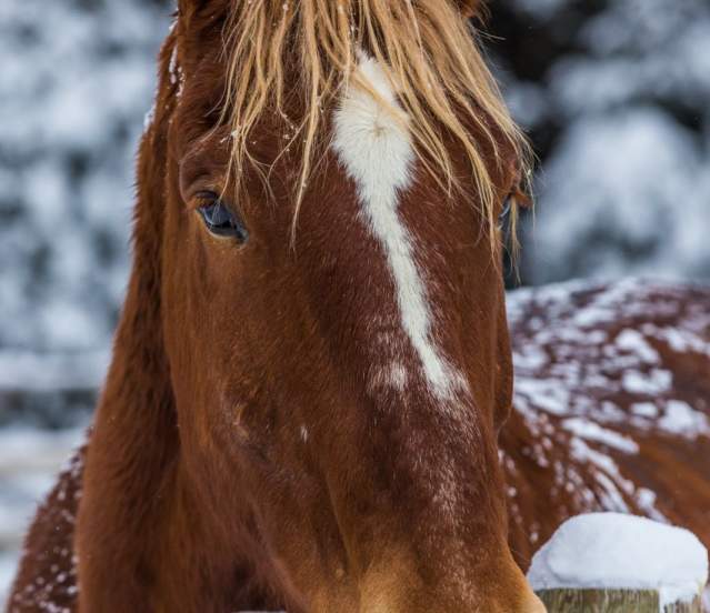 Lone Mountain Ranch