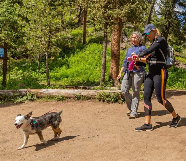 Dog-Friendly