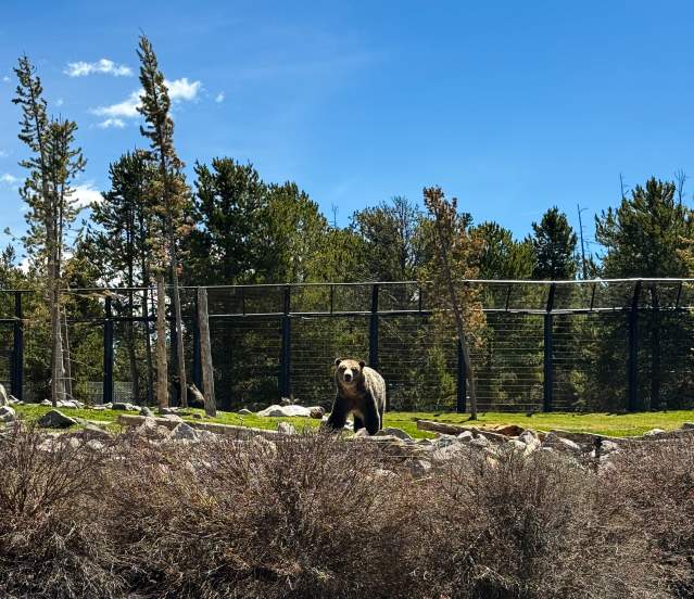 Grizzly & Wolf Discovery Center