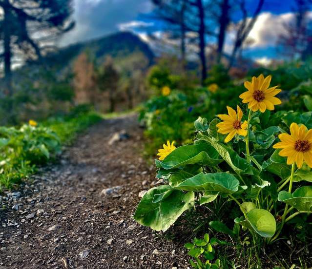 Spring Flowers