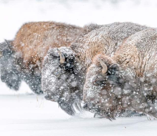 Yellowstone Bison in Winter