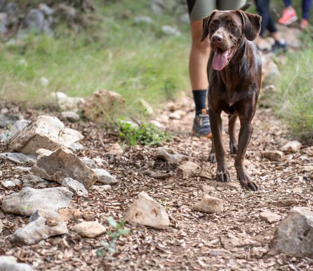Hiking with your Dog