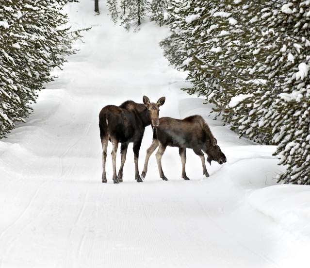 Moose on the trail