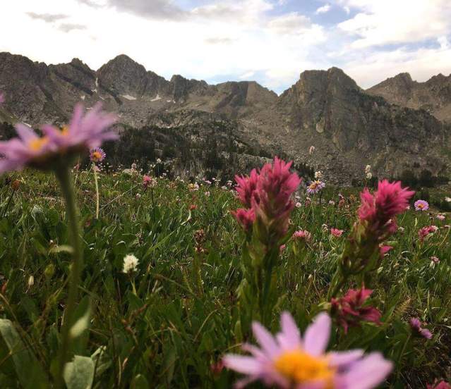 Spot The Wildflowers Of Big Sky Country On Your Next Hike
