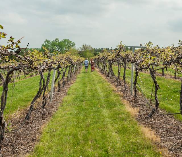 Couple in James Arthur Vineyard