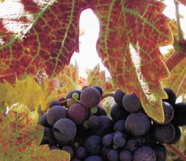 Sacramento Wineries Free Wine Tastings Vineyard Tours