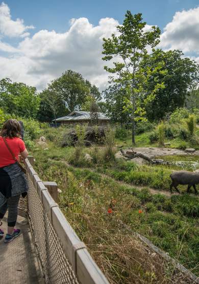 Chester Zoo named England’s most popular attraction outside of London