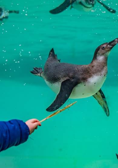 Chester Zoo's been named the UK's best zoo