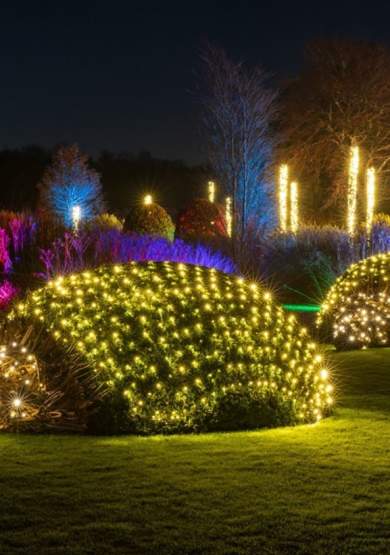 RHS Glow at RHS Garden Bridgewater: Magical Winter Lights, UK Premieres & Festive Fun (2025 Guide)