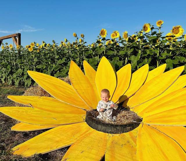 Sunflower Festival