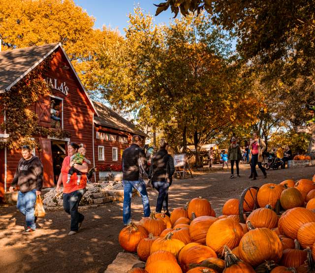 pumpkins at Vala's Pumpkin Patch