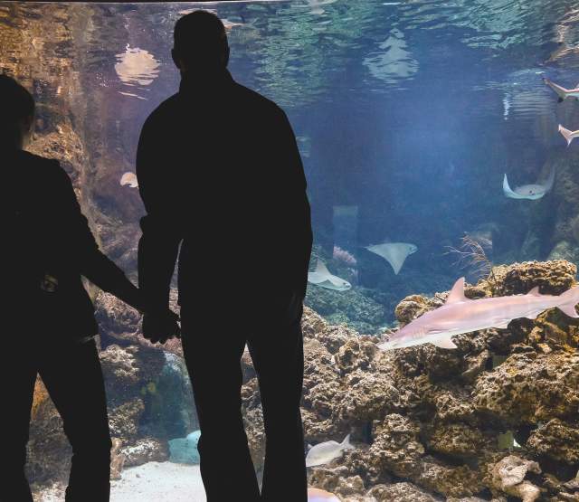 Couples can hold each other tight in the dim light of the aquarium at Omaha's Henry Doorly Zoo