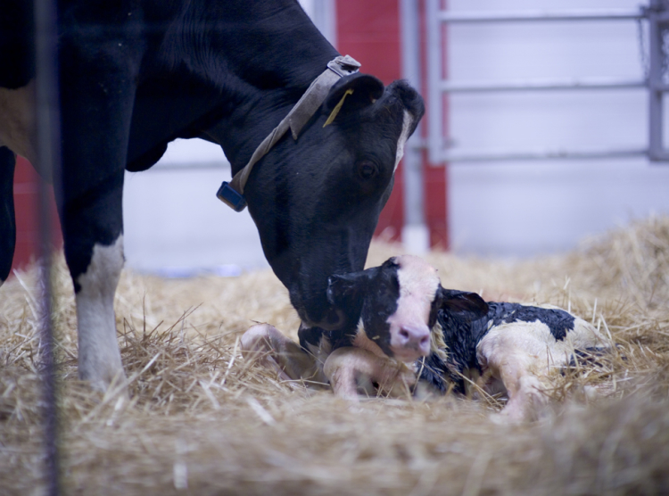 Fair Oaks Farm