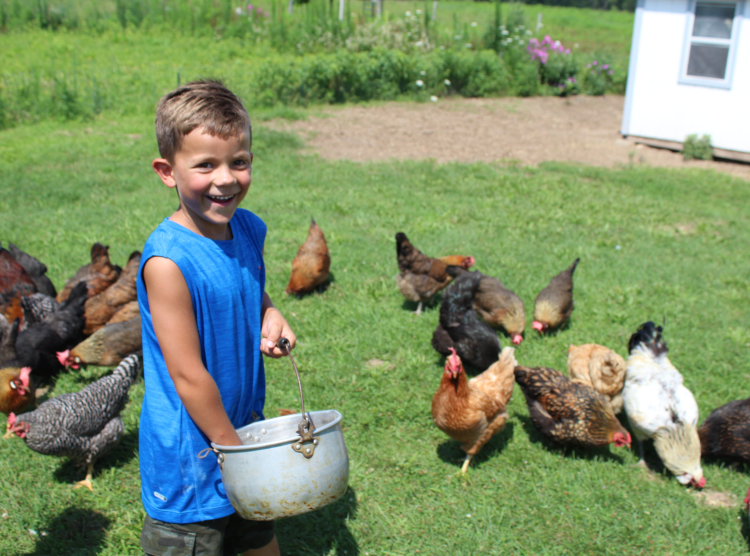 Farm at Prophetstown feeding Chickens Roman