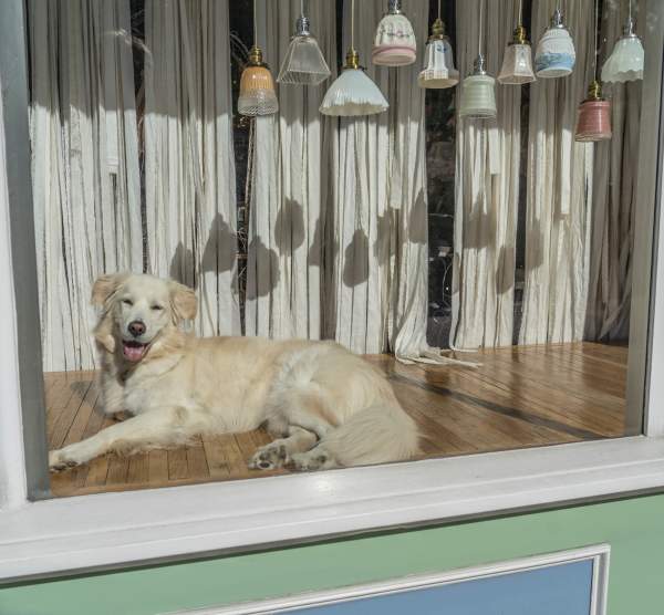 Your Guide to Dog-Friendly Spots in Downtown Richmond, VA
