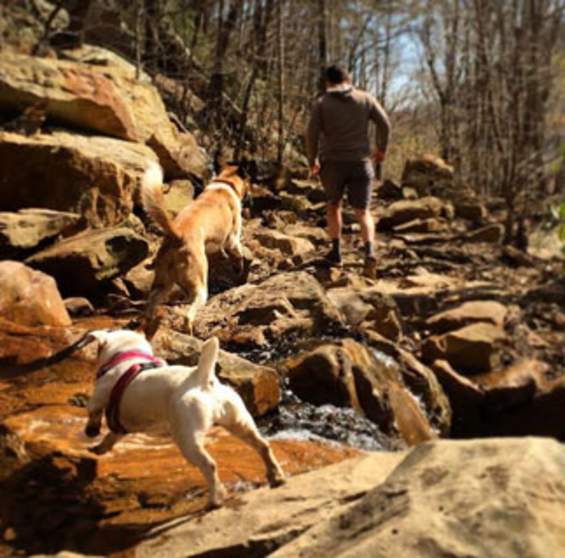Dog Friendly Hiking Trails in and around Chattanooga