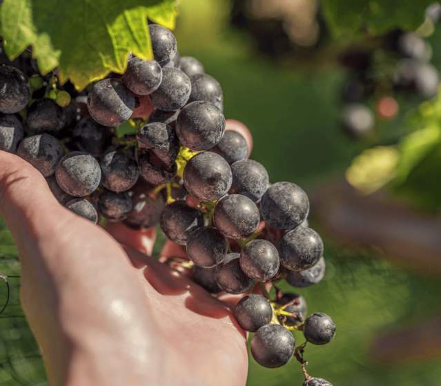 Hand holding a cluster of ripe wine grapes on the vine in Loudoun County, Virginia