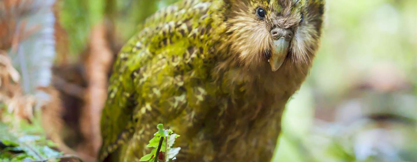 kakapo  Kākāpō - Wikipedia