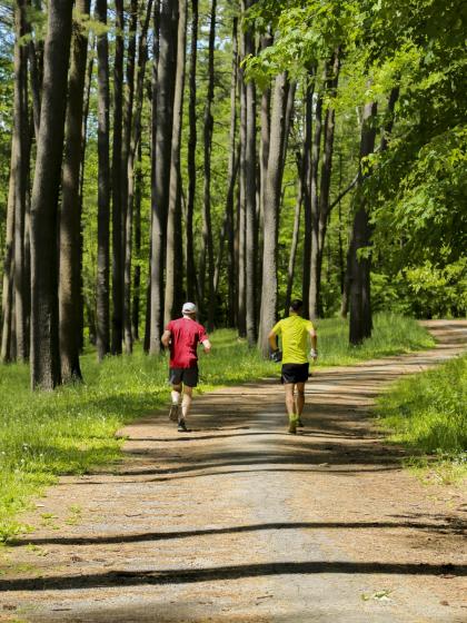 Hiking trail in Otsego County with forest scenery