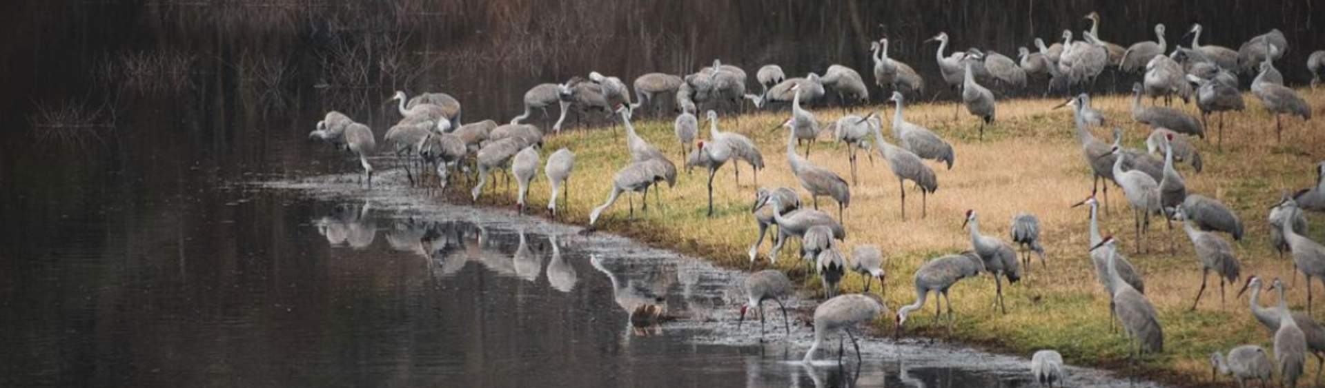 Come see sandhill cranes in the wild at DWR events this fall