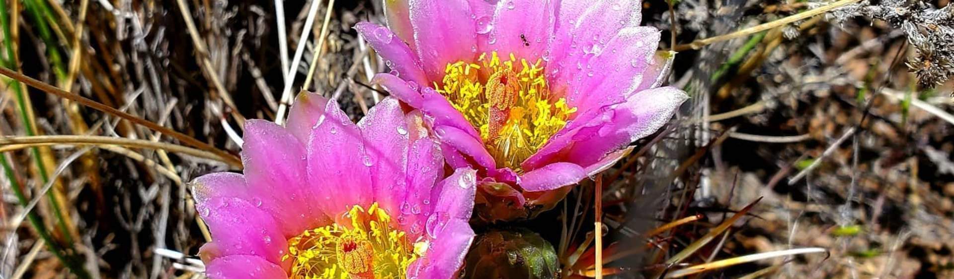 Hiker's Guide to Colorado Wildflowers - CougMedia