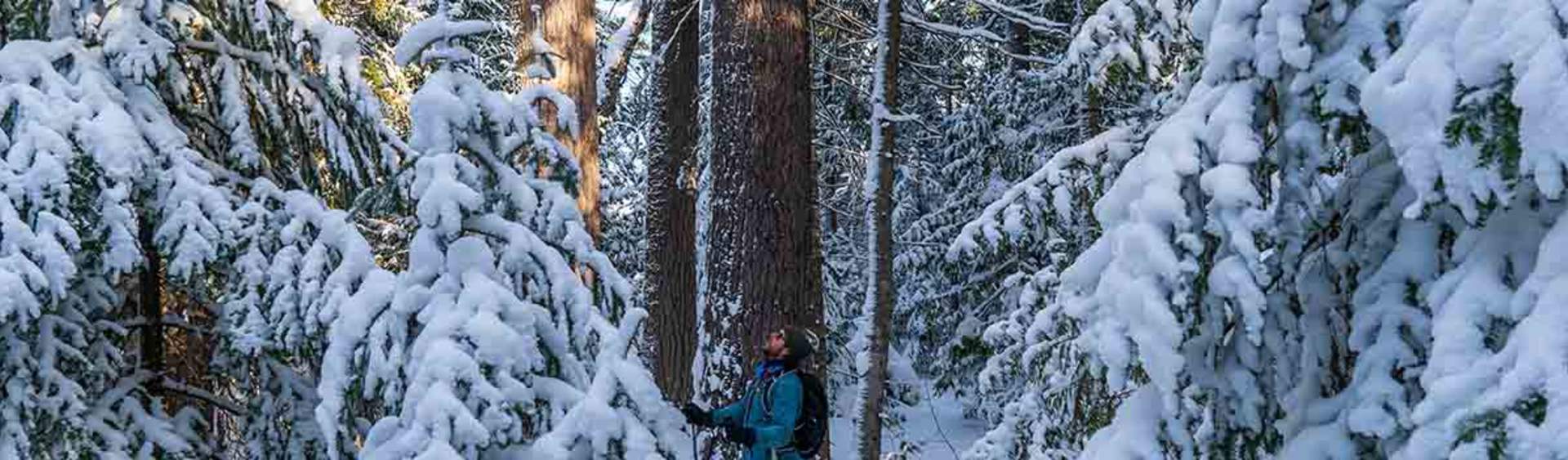 Lumberjack Retreat, SNOWY PINE TAR