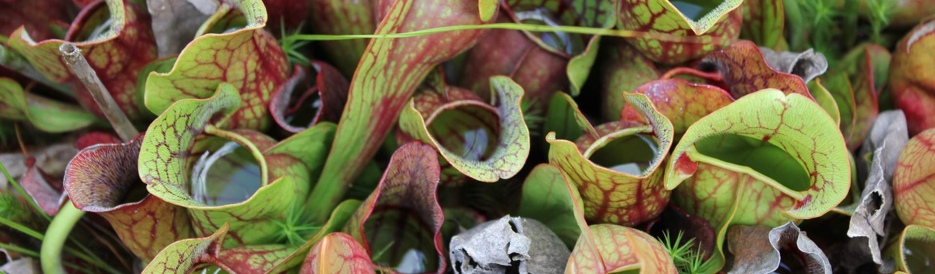 Fascinating Flora and Fauna of the Laurel Highlands