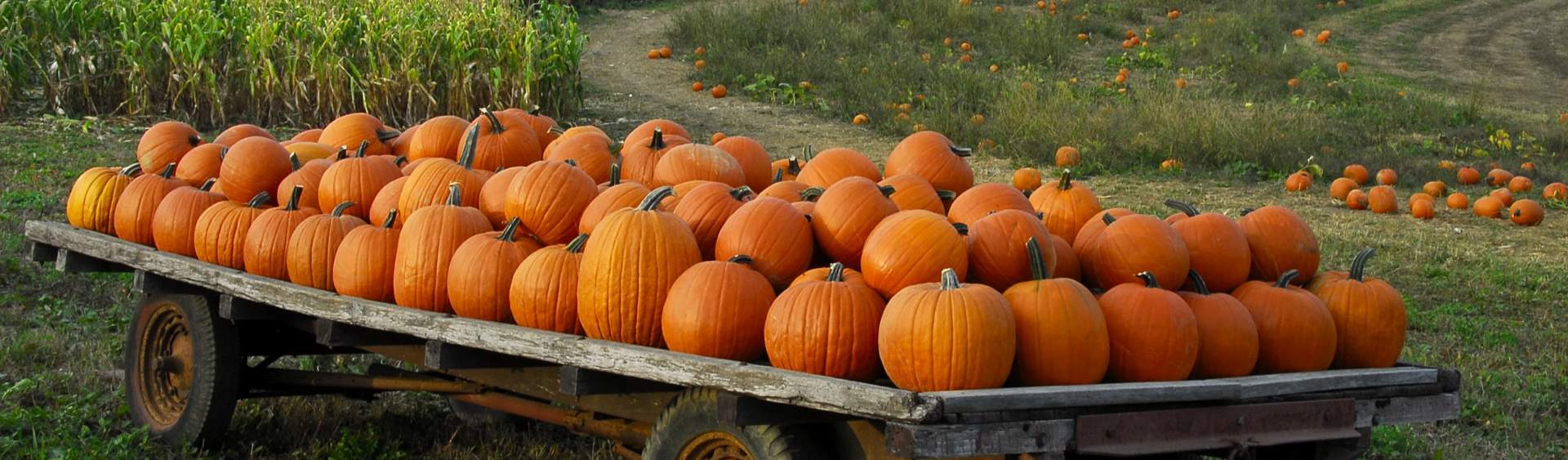 Pumpkin Patches | Top Pumpkin Patches in Mobile, Alabama