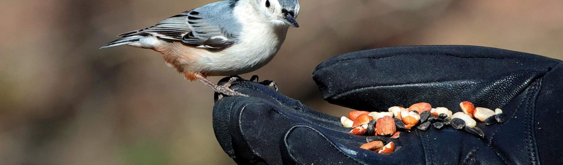 What is Bird Watching